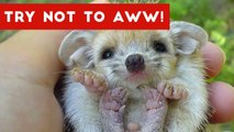 Try Not to AWW! at These Cute and Funny Animals _ Funny Pet Videos