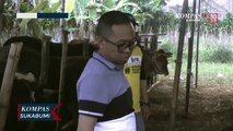 Harga Sapi Kurban Meningkat