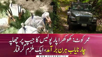 Umerkot: Police raid a jeep near Khokhrapar Four Rare deer recovered