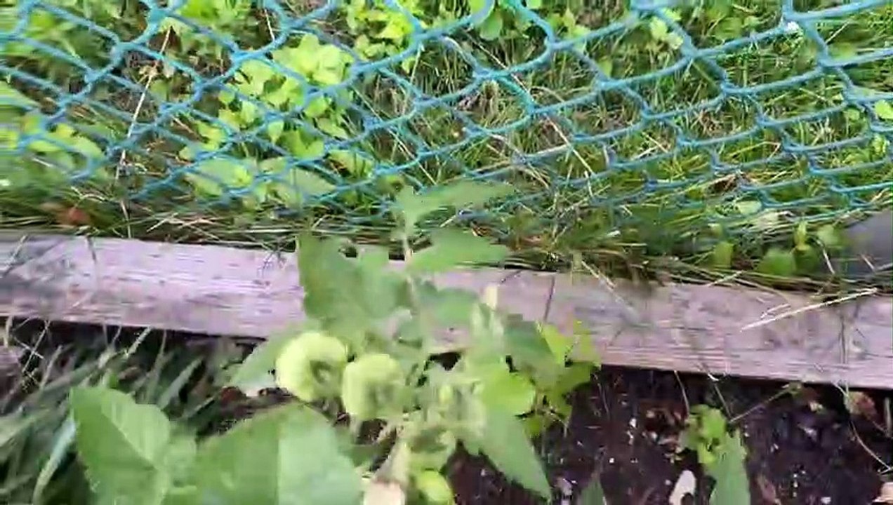 Tomato’s
