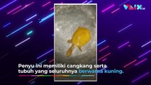 Pertama Kali Ditemukan! Warga Selamatkan Penyu Kuning Aneh