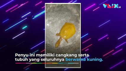 Pertama Kali Ditemukan! Warga Selamatkan Penyu Kuning Aneh