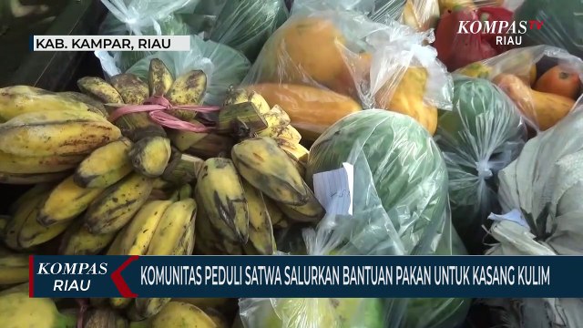 Komunitas Hewan Salurkan Bantuan Pakan Untuk Kasang Kulim