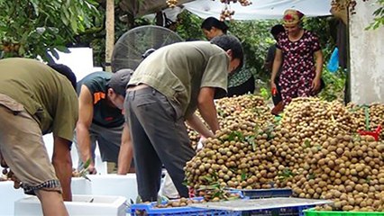 Sơn La: Nhãn chính vụ được mùa, chất lượng cao