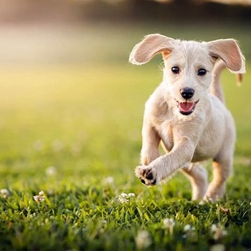 Removable Pet Door Panel Insert