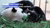 Stofftier als Ersatz-Baby für Panda-Mama