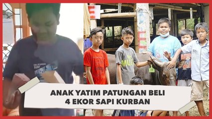 Salut! Anak Yatim Ajak 27 Teman Patungan Beli 4 Ekor Sapi Kurban