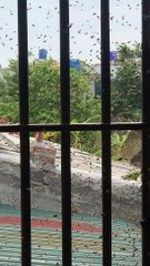 Relocating Bees with Bare Hands