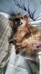 Eddie Hates Mornings