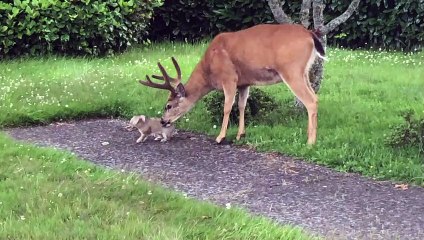Deer and Rabbit Frolic Together in the Garden