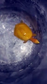 पीले रंग के इस कछुए को देखकर लोग हैरान, वीडियो देख बोले ऐसा पहले कभी नहीं देखा..!