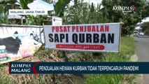 Penjualan Hewan Kurban Tidak Terpengaruh Pandemi