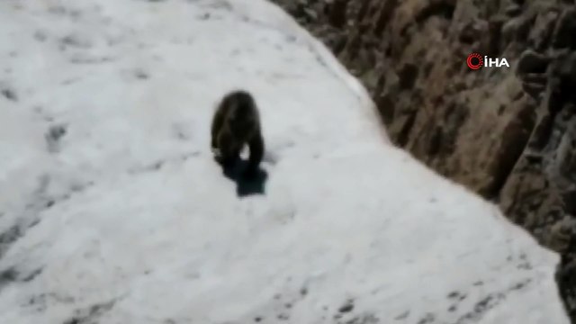 Sıcaktan bunalan boz ayı karda serinledi