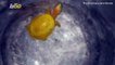See This ‘Rarity in a Half Shell’ as Fisherman Finds Yellow Turtle