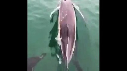 Pod of dolphins spotted off the coast of Portsmouth