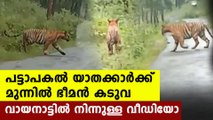 Viral video of tiger crossing road | Oneindia Malayalam