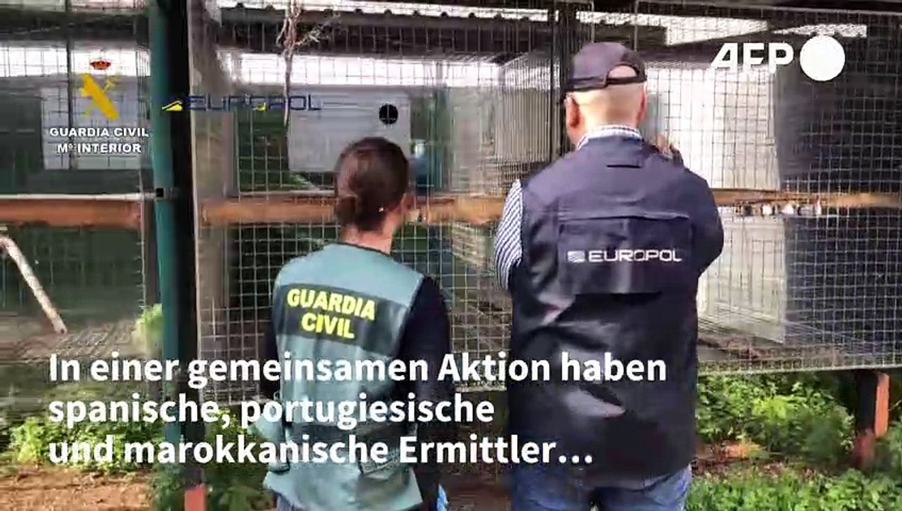 Ring von Wildtier-Schmugglern in Spanien ausgehoben