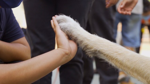 Perros de terapia ayudan a niños tutelados a superar el confinamiento