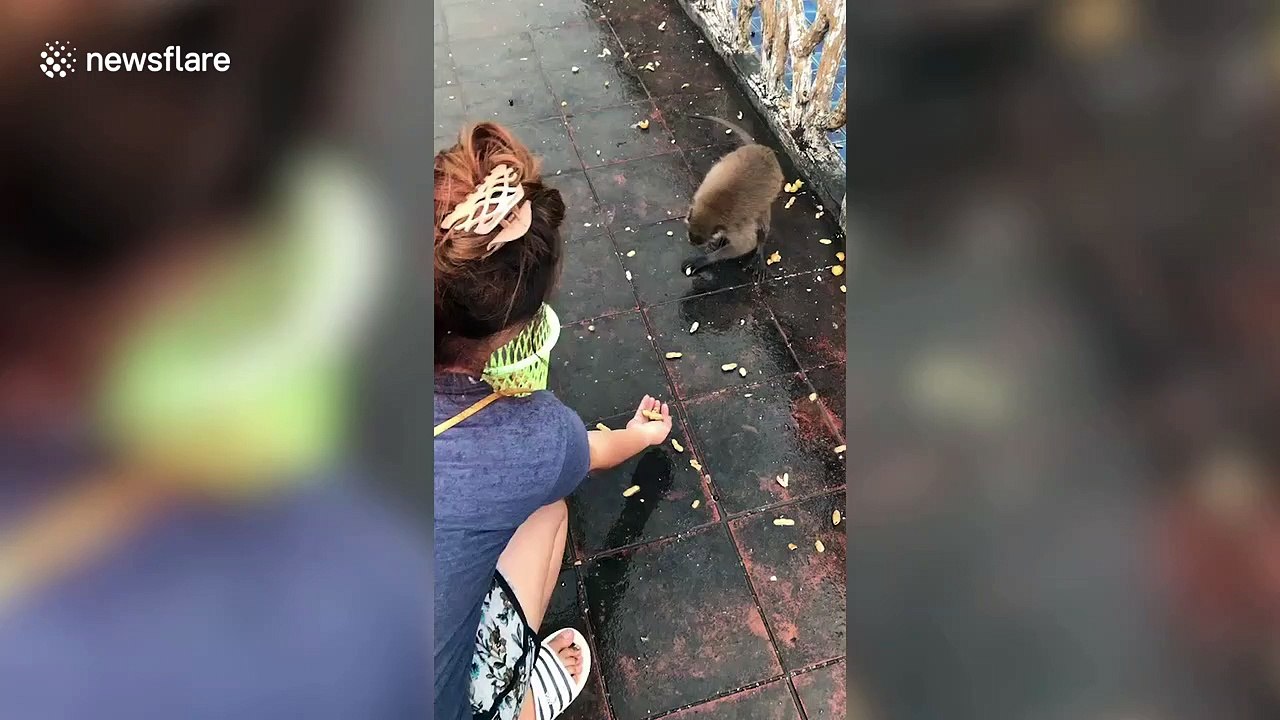 Cheeky monkey steals a handful of nuts only to slip onto its bottom while running away