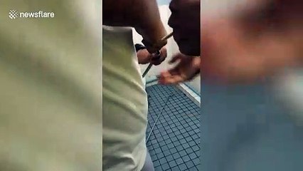 Terrified schoolboy finds deadly cobra in the toilet bowl