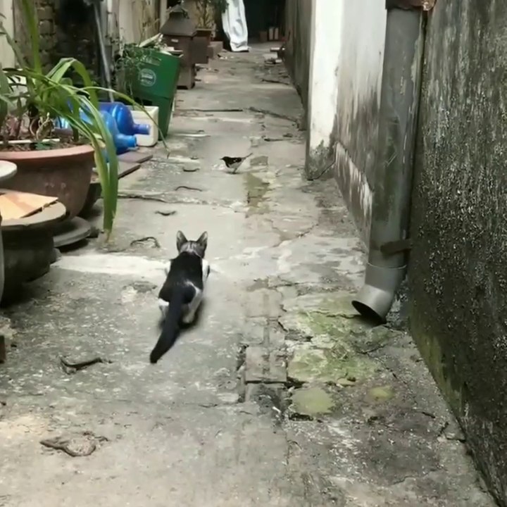 Cat hunting bird