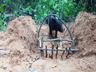 Pig Trap -  Using Wood String - How To Make Wild Boar Trap | Animal Trap