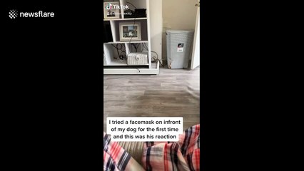 Dog has wild reaction when Welsh owner puts on face mask for first time