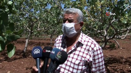 Siirt’te fıstık rekoltesini tarım ekipleri belirleyecek