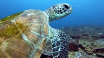 Beautiful green sea turtle sims with scuba diver