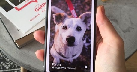 GetPet : l'application mobile façon Tinder pour adopter des chiens abandonnés