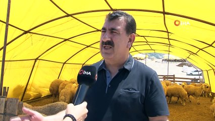 TÜDKİYEB Genel Başkanı Çelik: “Eğer karkas olarak 16 kilo et veren bir koç varsa getirsinler biz de görelim”