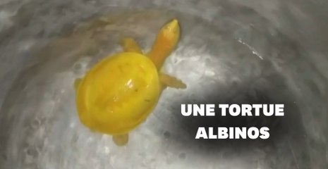 Une tortue jaune découverte en Inde