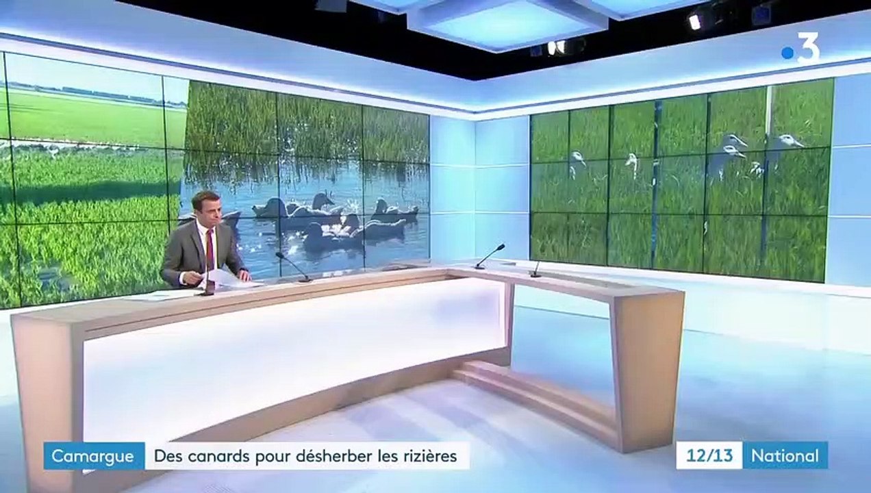 Camargue : des canards pour désherber les rizières