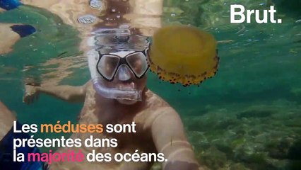 Quel comportement adopter pour faire face aux méduses ?