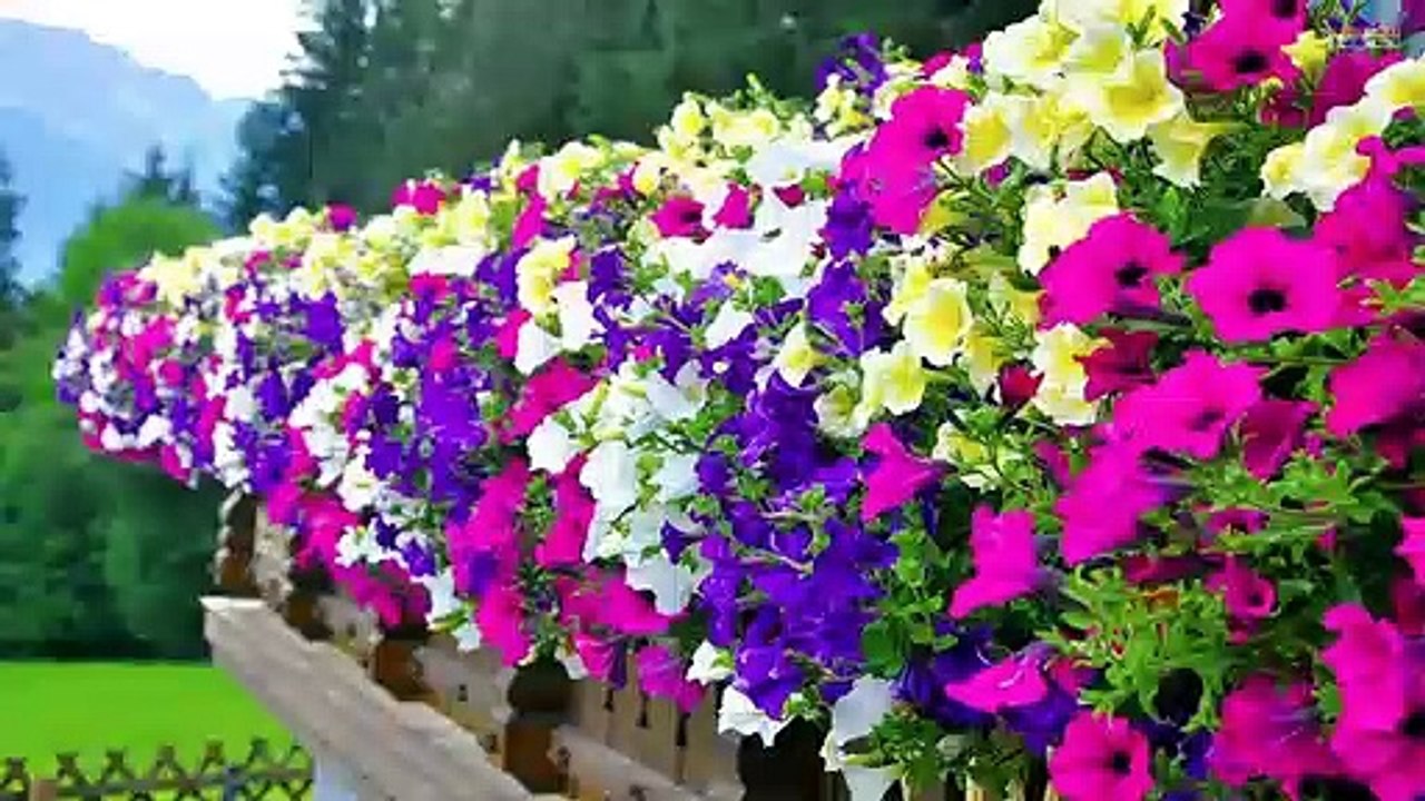 Top 80 Hanging Flower Planter Ideas