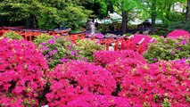 Spring Beautiful Flower Festivals Around the World