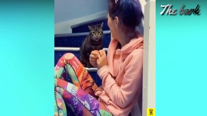 Funny Cute Cats Latest Videos Compilation #1 (2020)