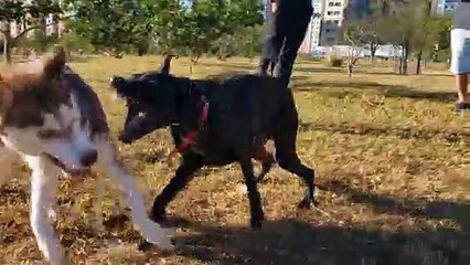 Husky Siberiano - Marie x Magoo - Em uma luta de peso.