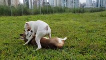 Husky Siberiano x Boxer - Em uma batalha épica..