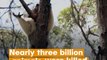Estimated 3 billion animals affected by Australia bushfires