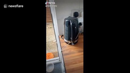 Horseback riding dog does it all