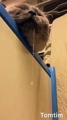 the cat was so sleepy that it drooled