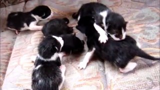 Five Kittens Black New Born Eyes Not Open