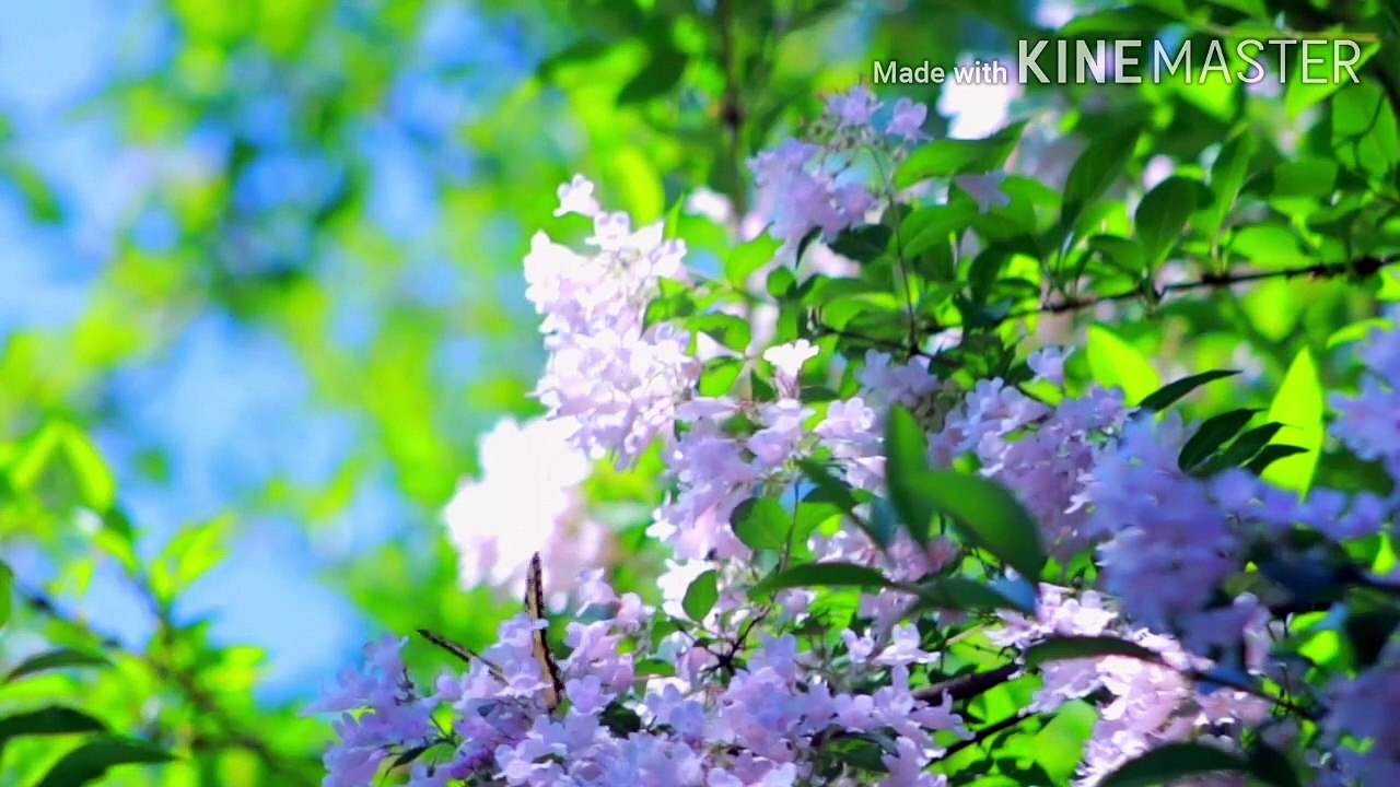 fresh morning with glory