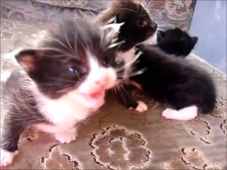 Four Black Kittens Eyes Now Open