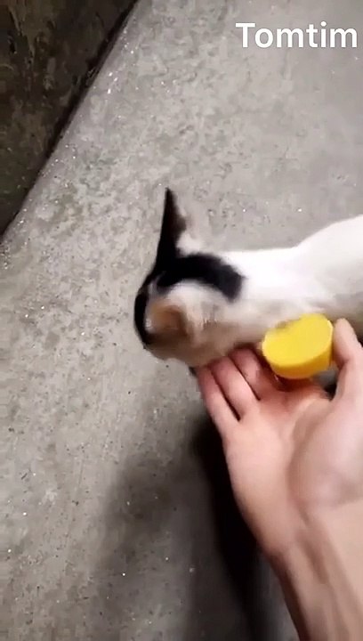 the cat's body but the soul of the dog