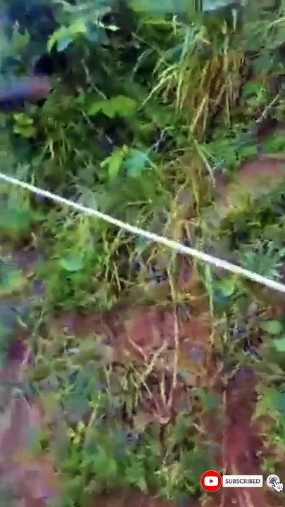 LANDSLIDE IN TANAHUN KILLED 2 PEOPLE  | SIMALGAIRA | BHANU NAGARPALIKA 9