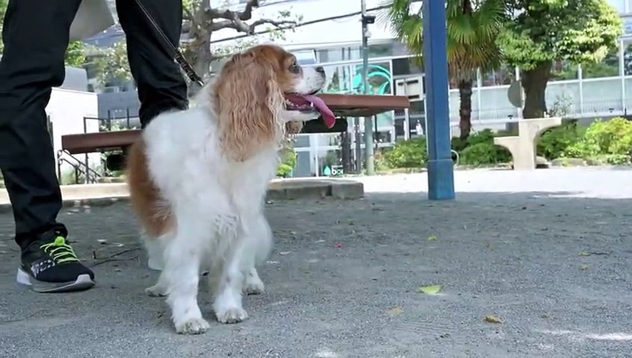 Funny Dog