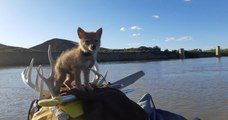 En plein rafting, il sauve un chiot coyote de la noyade et le laisse l'accompagner pendant 10 jours
