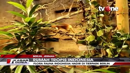 Tải video: Rumah Tropis Indonesia Ada di Kebun Binatang Jerman